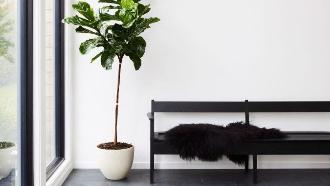 Houseplants home decor 2 Why Houseplants Are This Year’s Best Birthday Gifts - 3