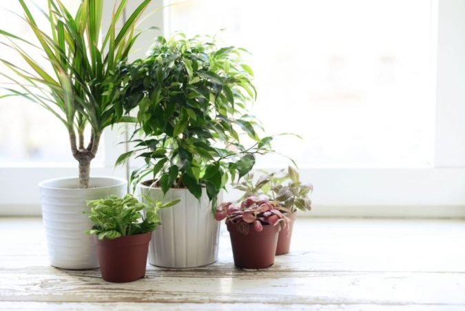 Houseplants home decor 5 Why Houseplants Are This Year’s Best Birthday Gifts - 4