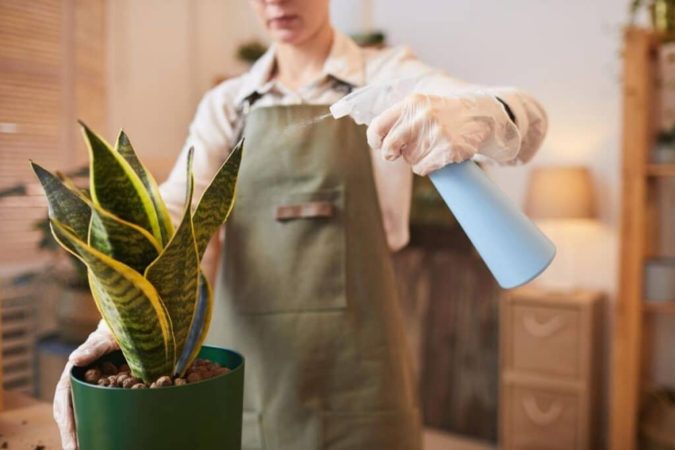 Why Houseplants Are This Year’s Best Birthday Gifts 8 Houseplants home decor 7 Why Houseplants Are This Year’s Best Birthday Gifts - 8
