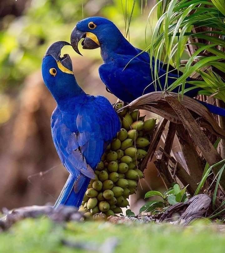 Hyacinth-Macaw-.. Top 20 Most Beautiful Colorful Birds in The World
