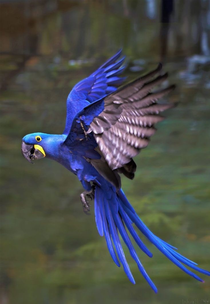 Hyacinth Macaw . Top 20 Most Beautiful Colorful Birds in The World - 11