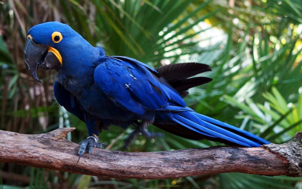 Hyacinth Macaw. Top 20 Most Beautiful Colorful Birds in The World - 12