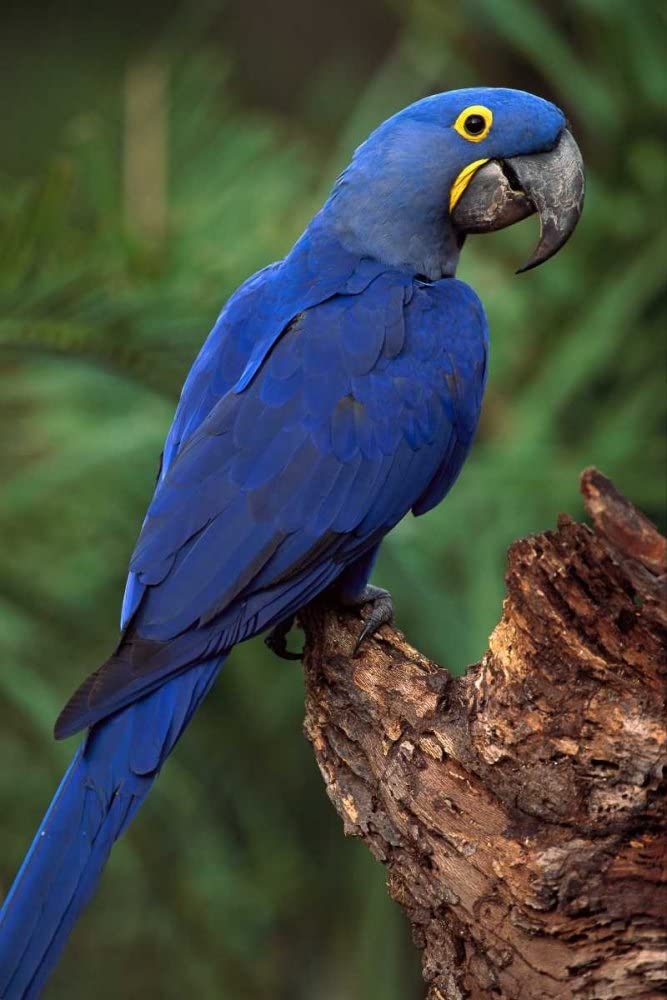 Hyacinth-Macaw Top 20 Most Beautiful Colorful Birds in The World