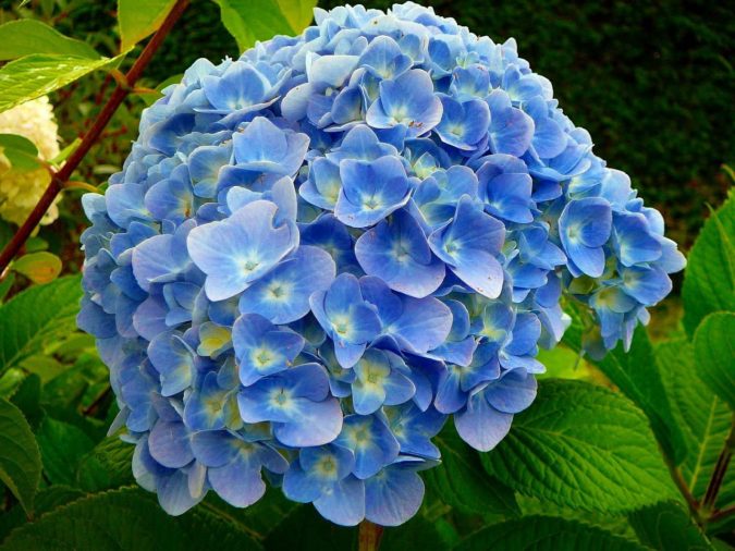 Hydrangea 1 Top 10 Most Expensive Flowers in The World - 13