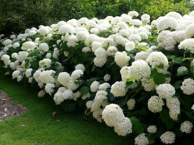 Hydrangea 2 Top 10 Most Expensive Flowers in The World - 11