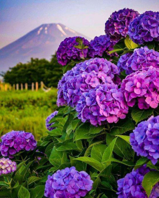 Hydrangea.. Top 10 Most Expensive Flowers in The World - 10