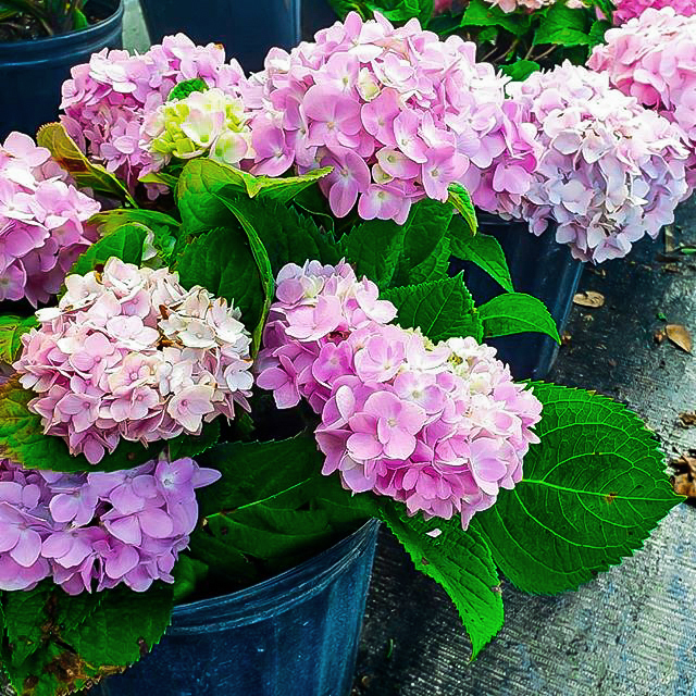 Hydrangea. Top 10 Most Expensive Flowers in The World - 12