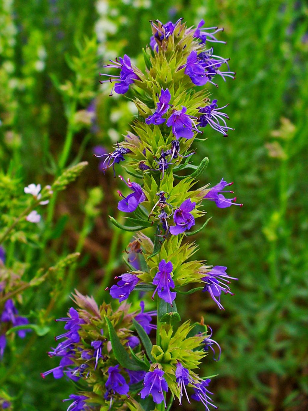 Best 30 Bright Colorful Flowers for Your Garden 34 Hyssop Best 30 Bright Colorful Flowers for Your Garden - 34