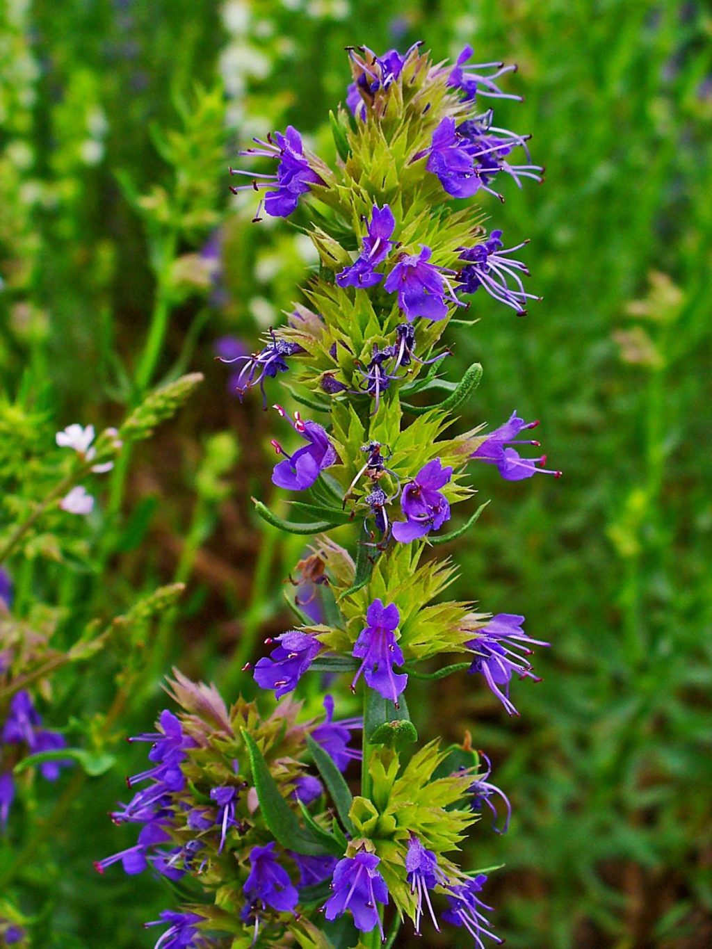 Hyssop Best 30 Bright Colorful Flowers for Your Garden - 34
