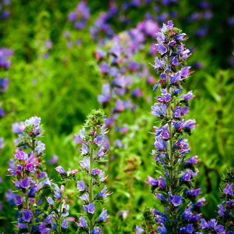Hyssop. Best 30 Bright Colorful Flowers for Your Garden