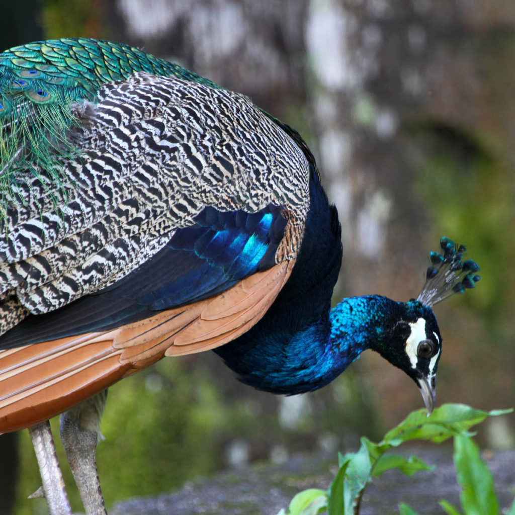 Indian Peafowl 1 Top 20 Most Beautiful Colorful Birds in The World - 7