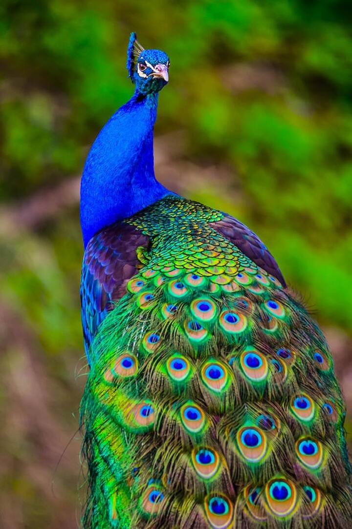 Indian-Peafowl-4 Top 20 Most Beautiful Colorful Birds in The World