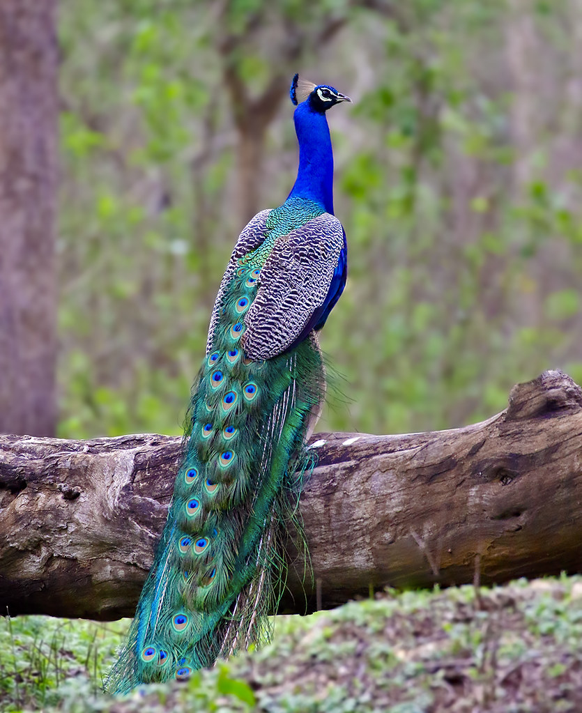 Indian-Peafowl. Top 20 Most Beautiful Colorful Birds in The World