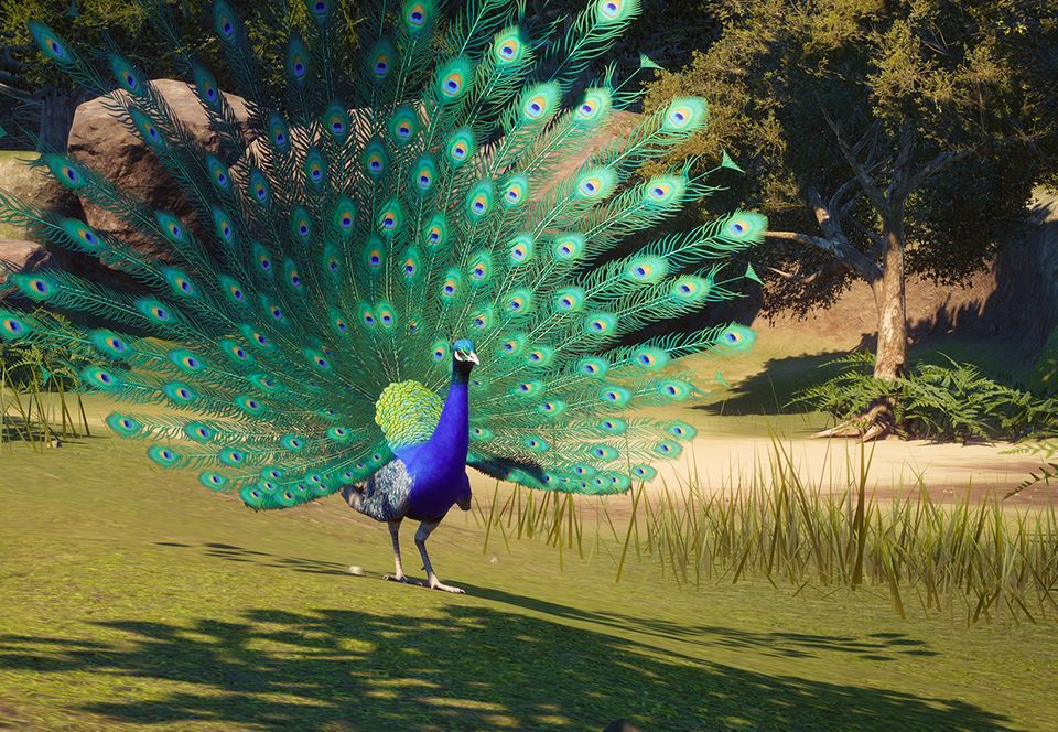 Indian Peafowl Top 20 Most Beautiful Colorful Birds in The World - 9