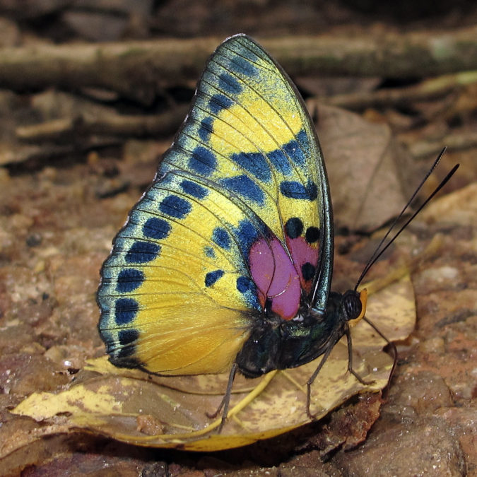 Janetta Forester Butterflies Species