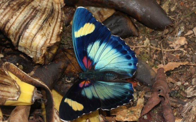 Colored Janetta Forester Butterflies Species