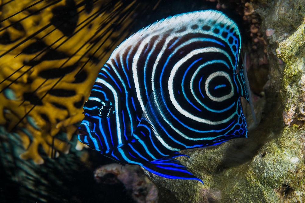 Juvenile emperor angelfish 1 Top 10 Most Beautiful Colorful Fish Types - 11