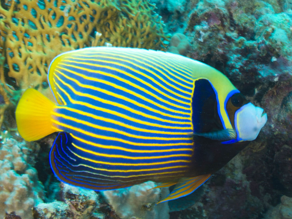 Juvenile emperor angelfish. 1 Top 10 Most Beautiful Colorful Fish Types - 10