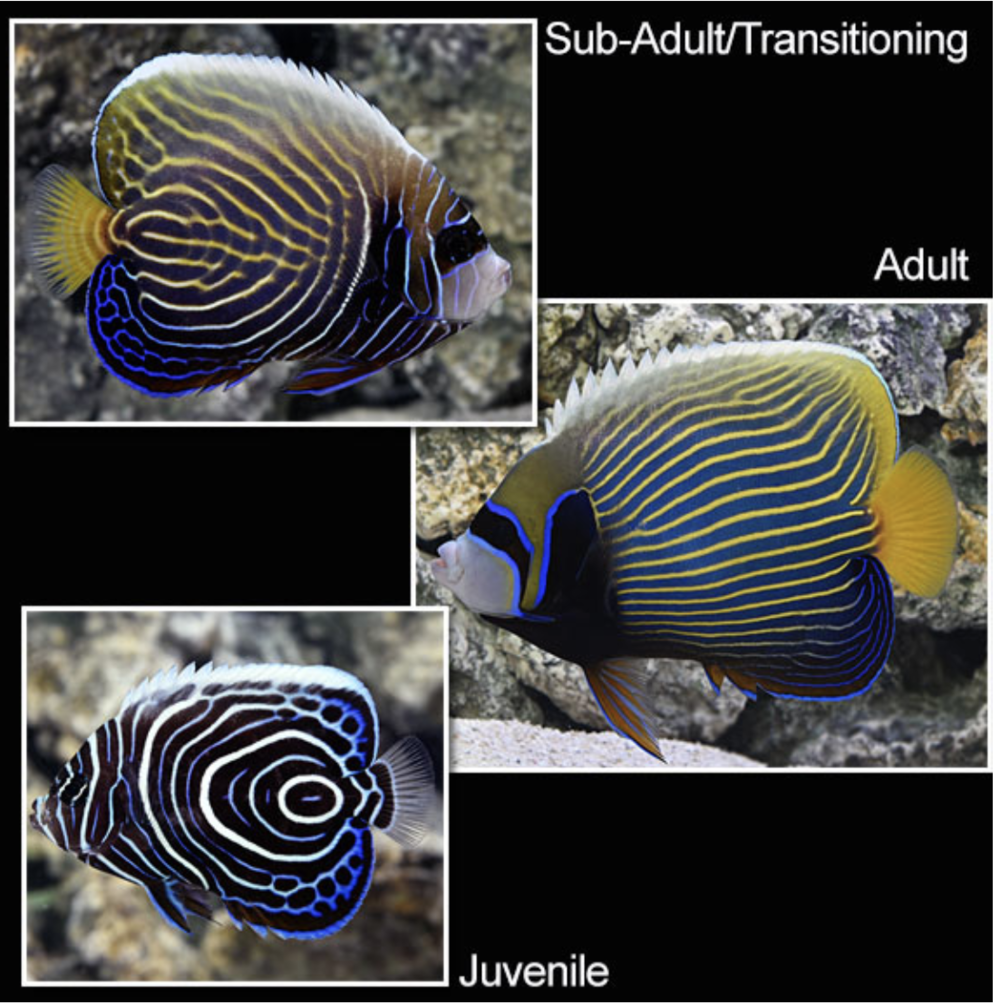 Juvenile emperor angelfish Top 10 Most Beautiful Colorful Fish Types - 9