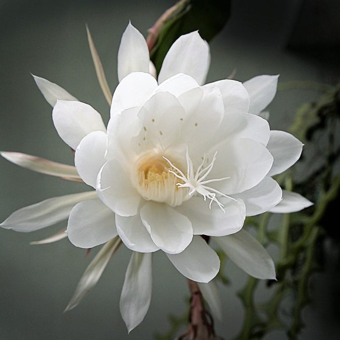 Kadupul flower. Top 10 Most Expensive Flowers in The World - 36