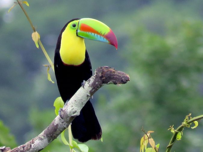 Keel-billed-toucan-675x506 Top 20 Most Beautiful Colorful Birds in The World