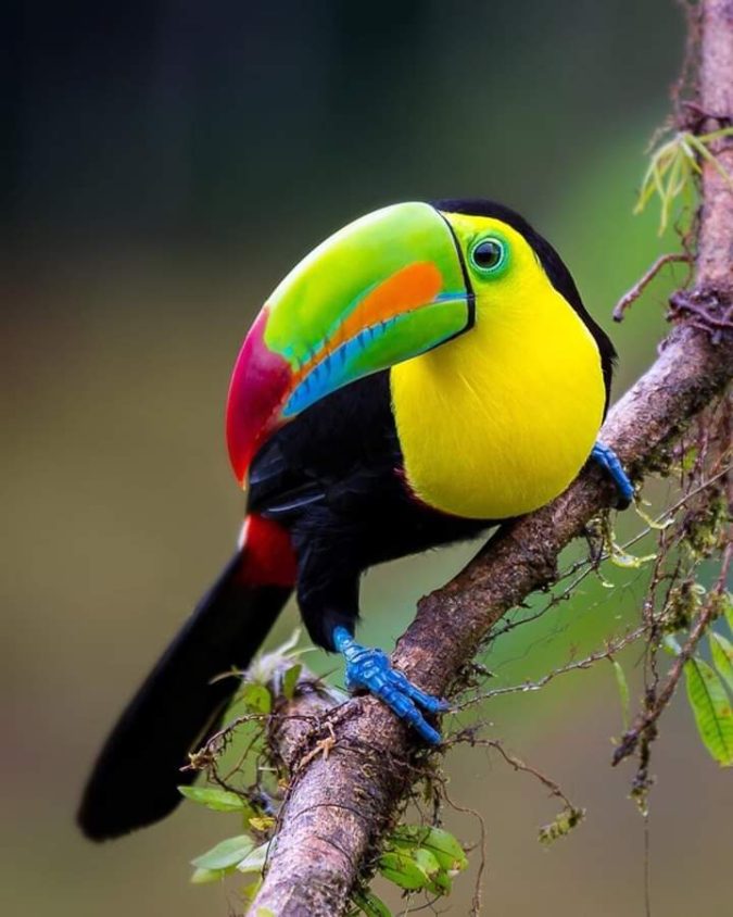 Keel billed toucan. Top 20 Most Beautiful Colorful Birds in The World - 30