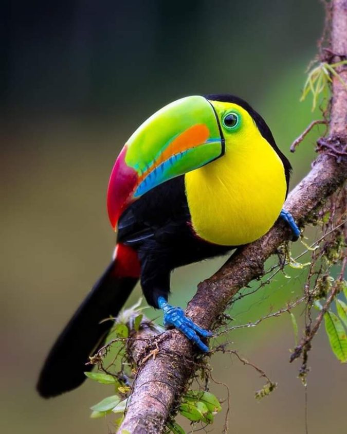 Keel-billed-toucan.-675x844 Top 20 Most Beautiful Colorful Birds in The World