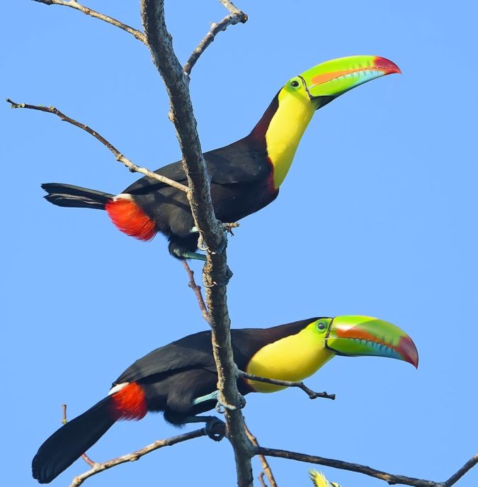 Keel-billed-toucan..-675x687 Top 20 Most Beautiful Colorful Birds in The World