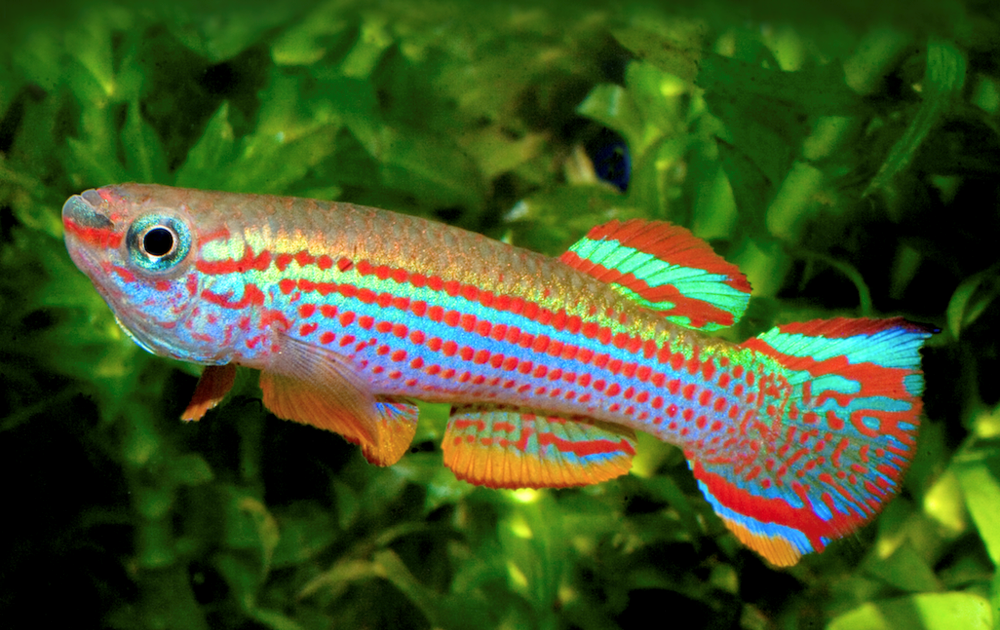 Killifish-1 Top 10 Most Beautiful Colorful Fish Types