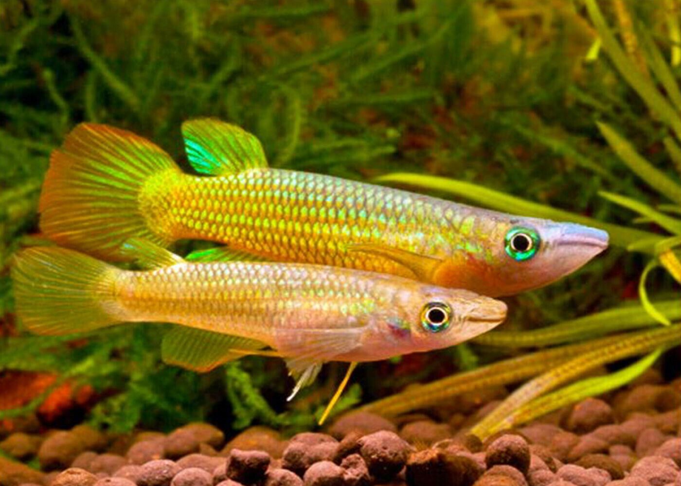 Killifish. 1 Top 10 Most Beautiful Colorful Fish Types - 32