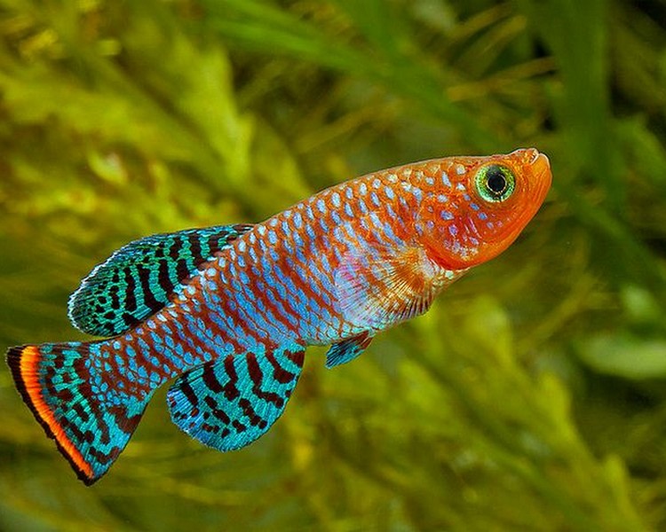 Killifish. Top 10 Most Beautiful Colorful Fish Types