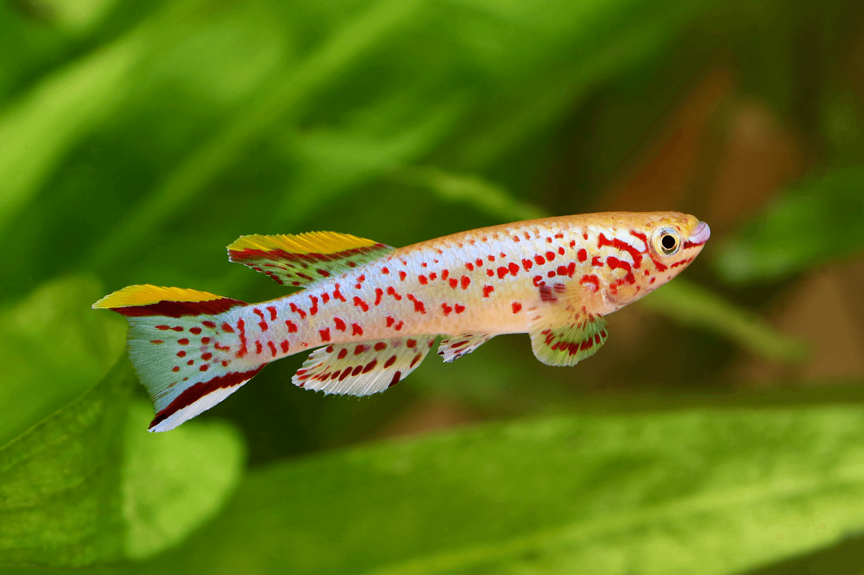 Killifish Top 10 Most Beautiful Colorful Fish Types - 30