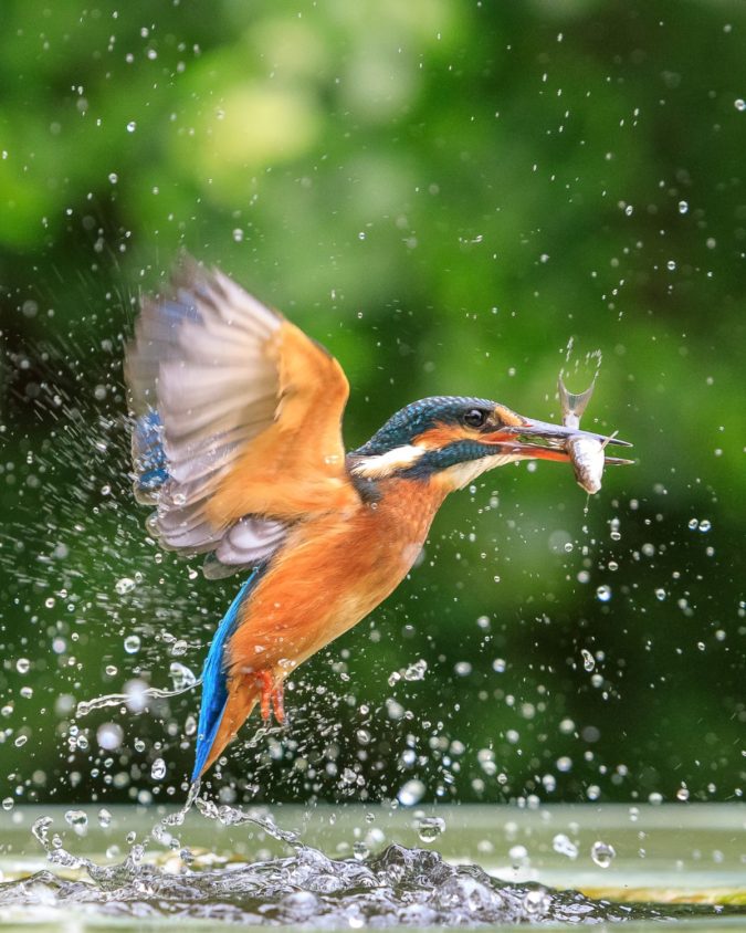 Kingfisher 1 Top 20 Most Beautiful Colorful Birds in The World - 26