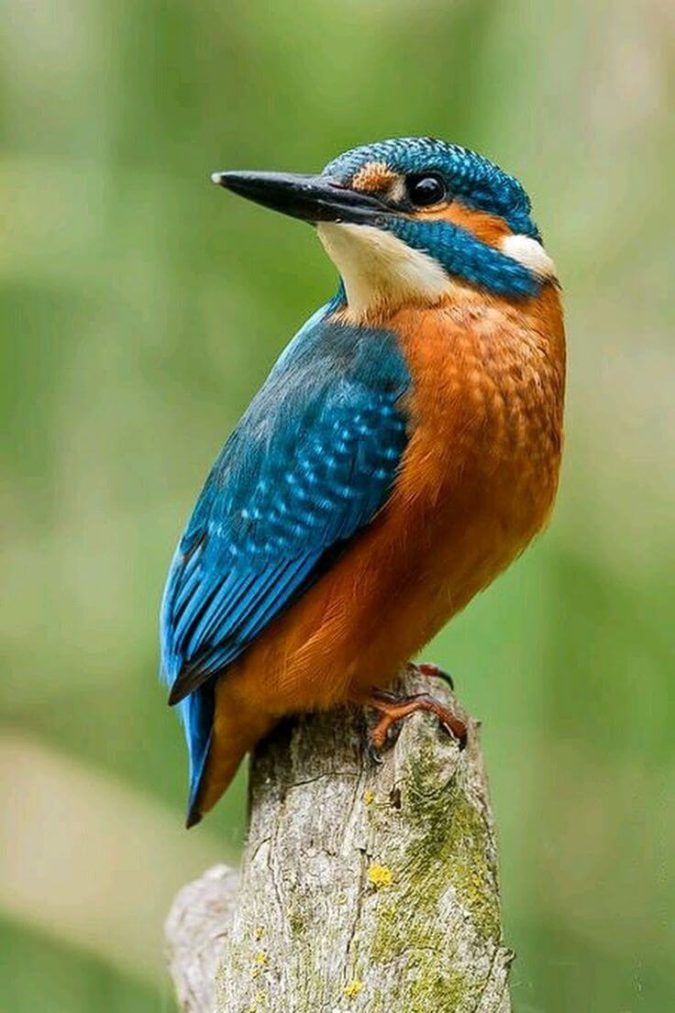 Kingfisher Top 20 Most Beautiful Colorful Birds in The World - 25