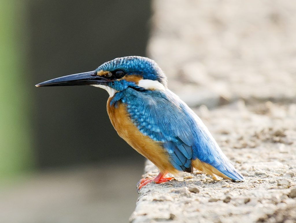 Kingfisher. Top 20 Most Beautiful Colorful Birds in The World - 28