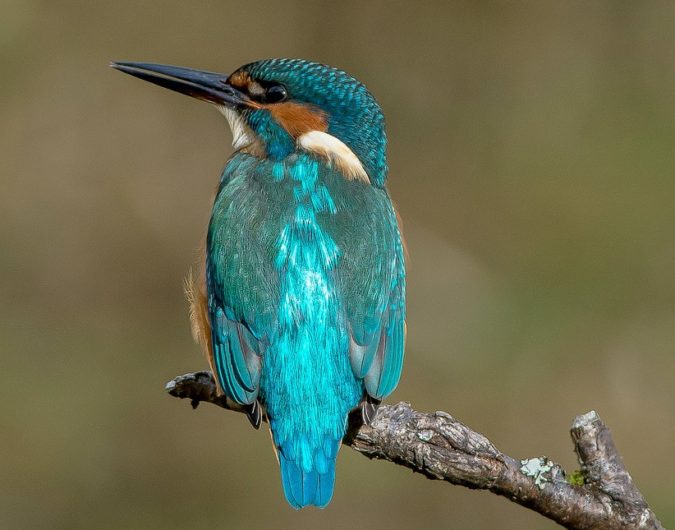 Kingfisher..-675x530 Top 20 Most Beautiful Colorful Birds in The World