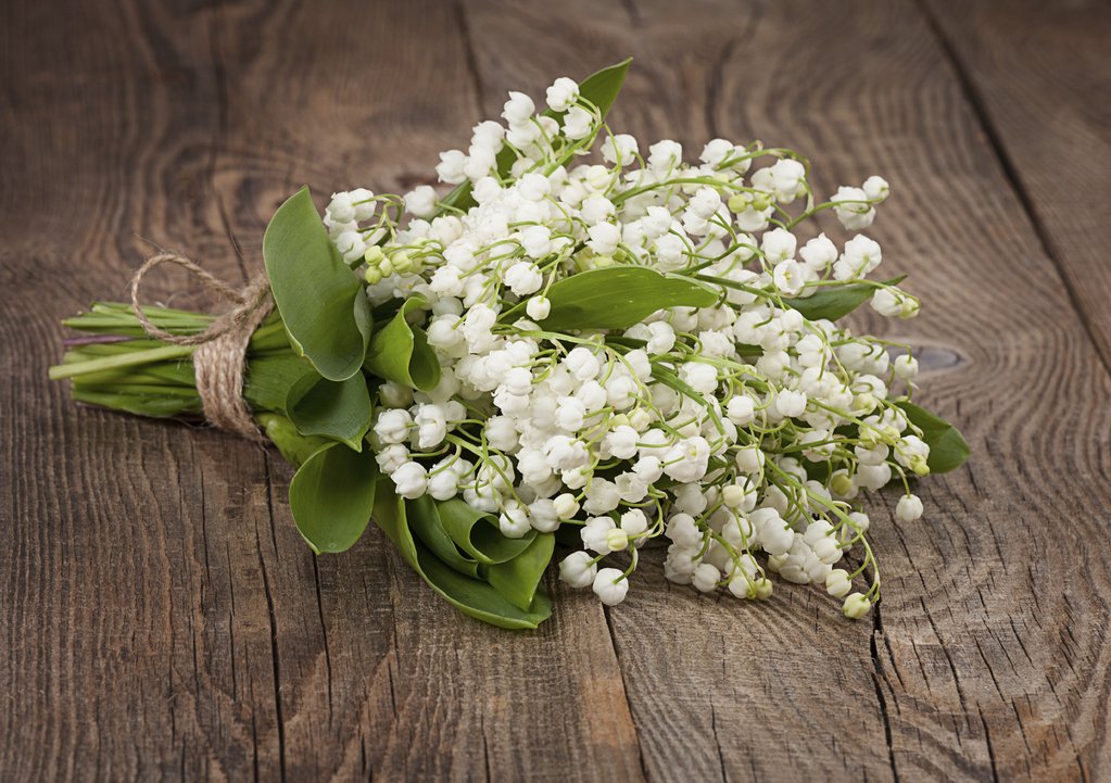 Lily of the valley 1 Top 10 Most Expensive Flowers in The World - 9