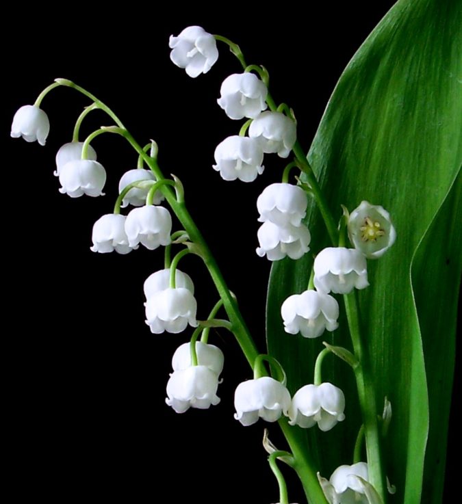 Lily of the valley. Top 10 Most Expensive Flowers in The World - 6
