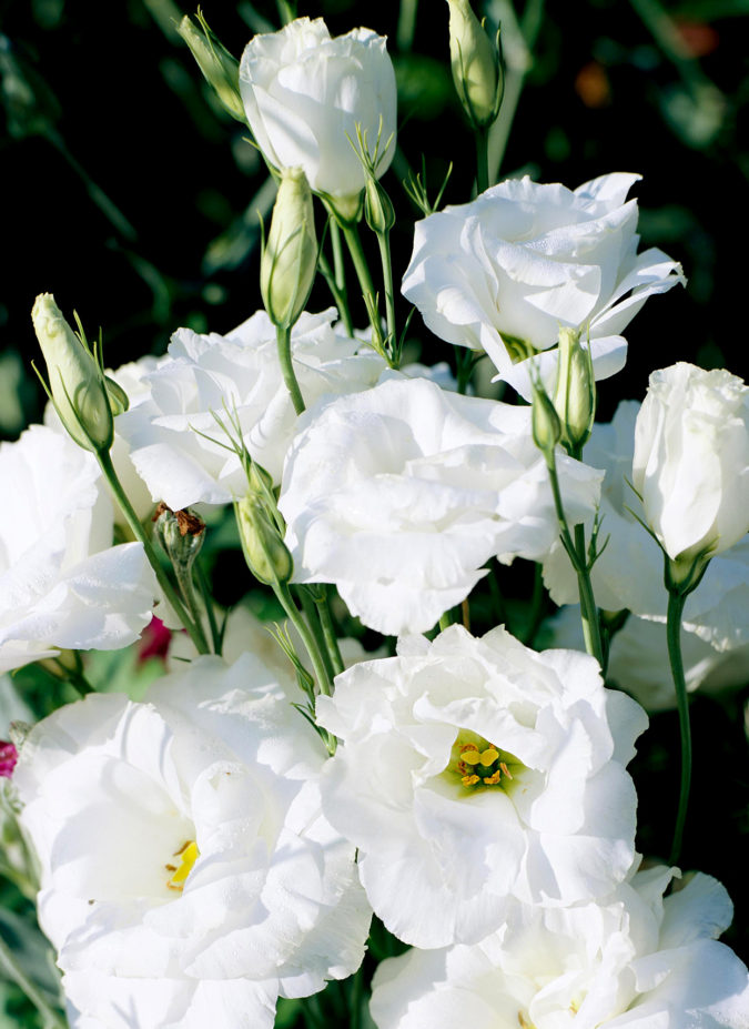 Lisianthus 1 Top 10 Most Expensive Flowers in The World - 5