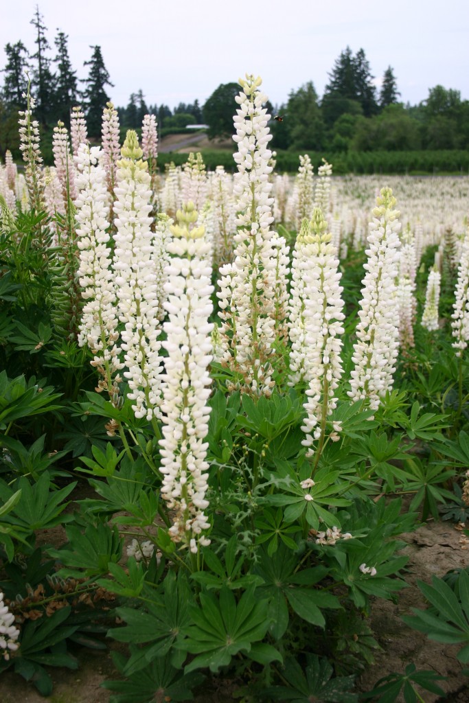 Lupine 1 Best 30 Bright Colorful Flowers for Your Garden - 12