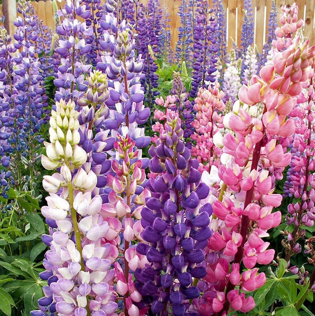 Best 30 Bright Colorful Flowers for Your Garden 11 Lupine. Best 30 Bright Colorful Flowers for Your Garden - 11