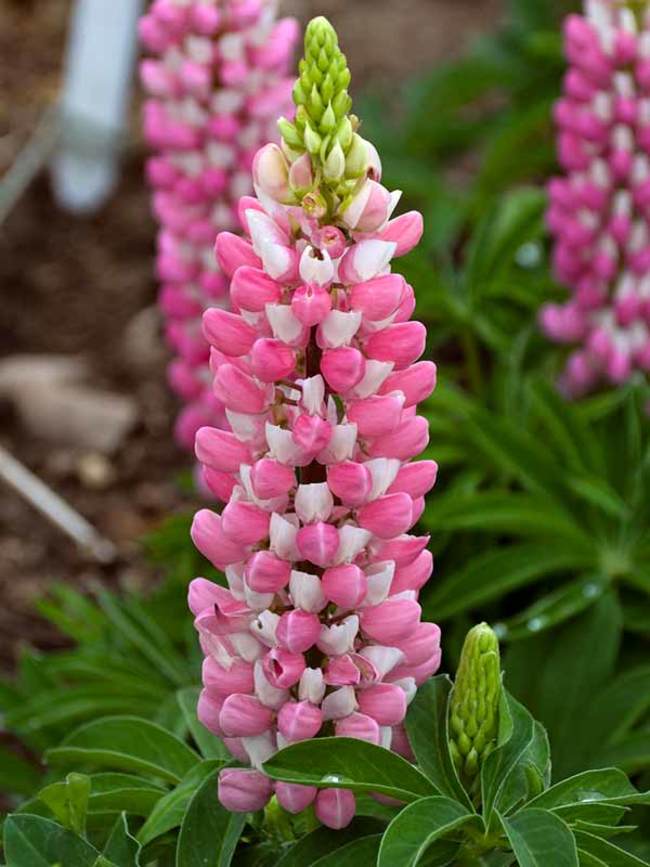 Lupine Best 30 Bright Colorful Flowers for Your Garden - 10