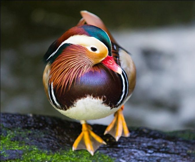 Mandarin duc 1 Top 20 Most Beautiful Colorful Birds in The World - 43
