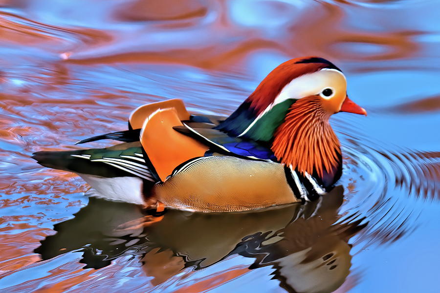 Mandarin duck 2 Top 20 Most Beautiful Colorful Birds in The World - 46