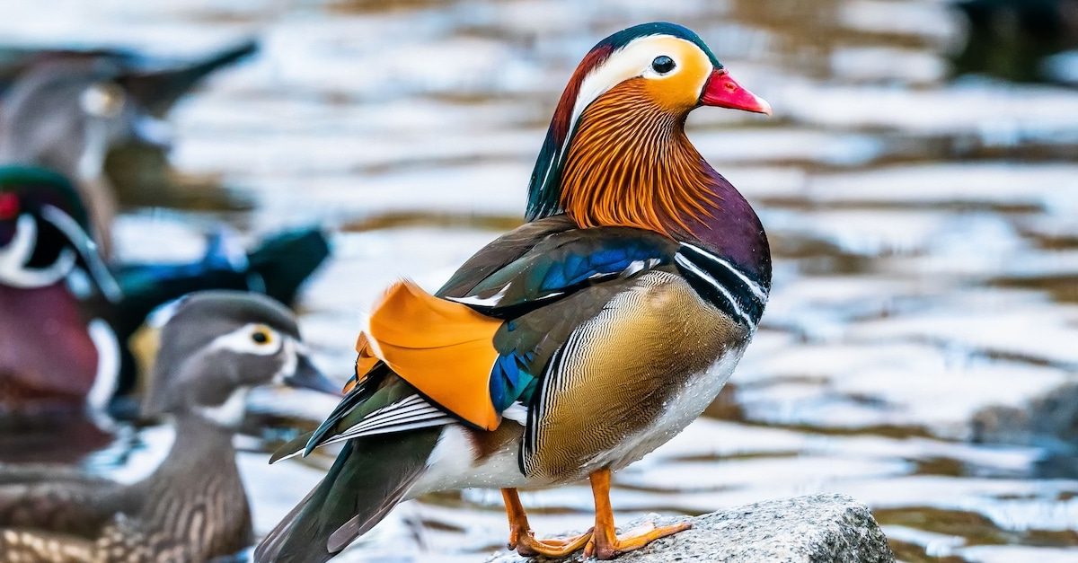 Mandarin duck. 1 e1597403838930 Top 20 Most Beautiful Colorful Birds in The World - 45