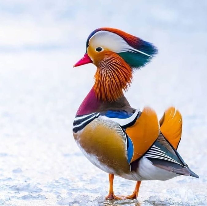 Mandarin duck. Top 20 Most Beautiful Colorful Birds in The World - 44