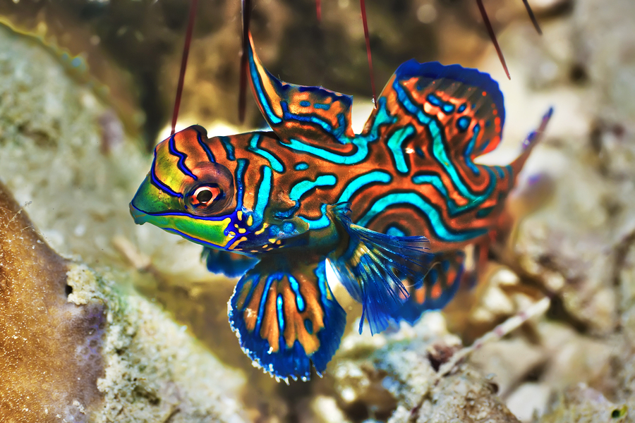 Mandarinfish 1 Top 10 Most Beautiful Colorful Fish Types - 4