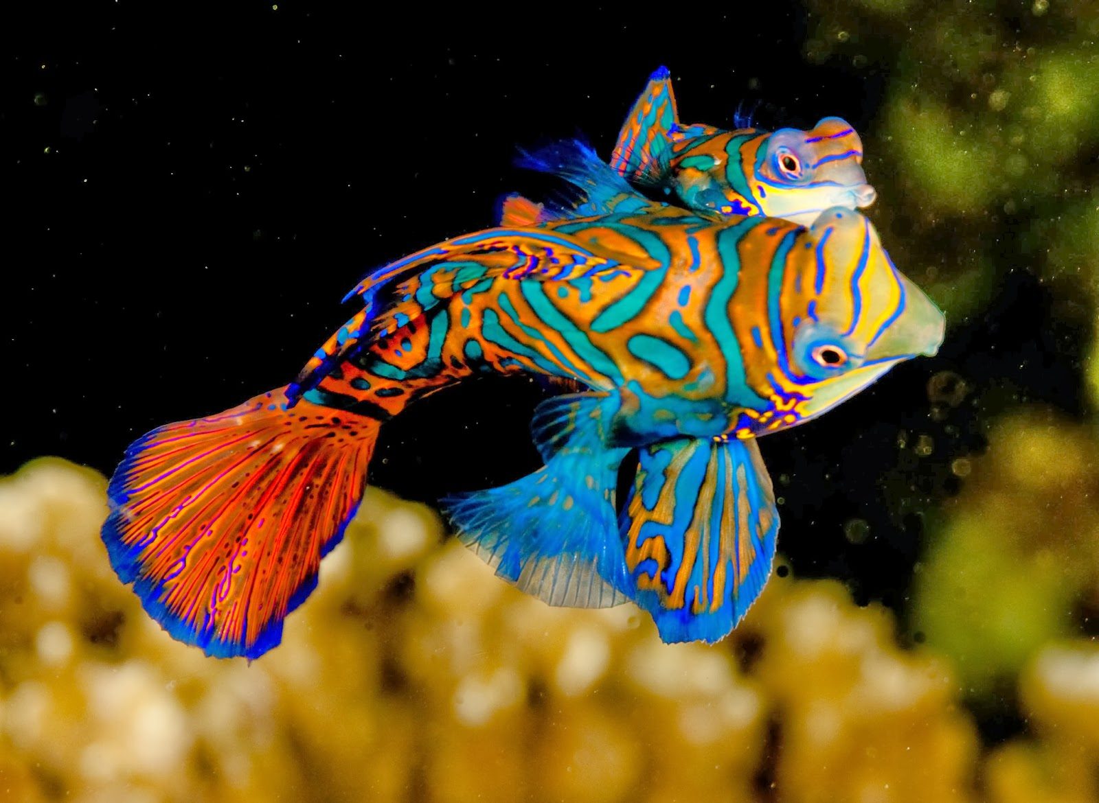 Mandarinfish.. e1597423755875 Top 10 Most Beautiful Colorful Fish Types - 2