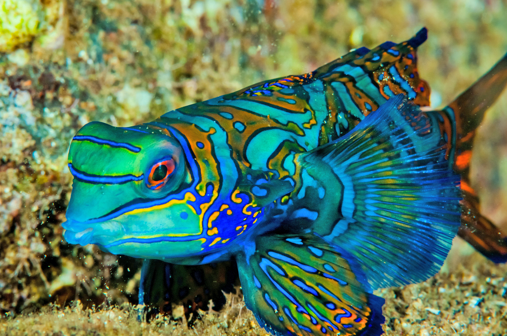 Mandarinfish Top 10 Most Beautiful Colorful Fish Types