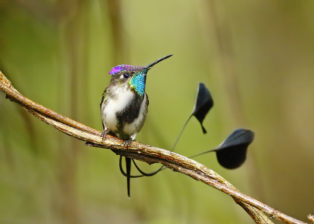 Marvelous spatuletail 1 Top 20 Most Beautiful Colorful Birds in The World - 65